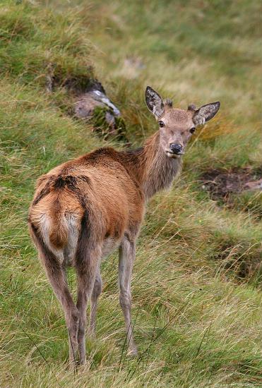 Red Deer <i>Cervus elaphus</i>